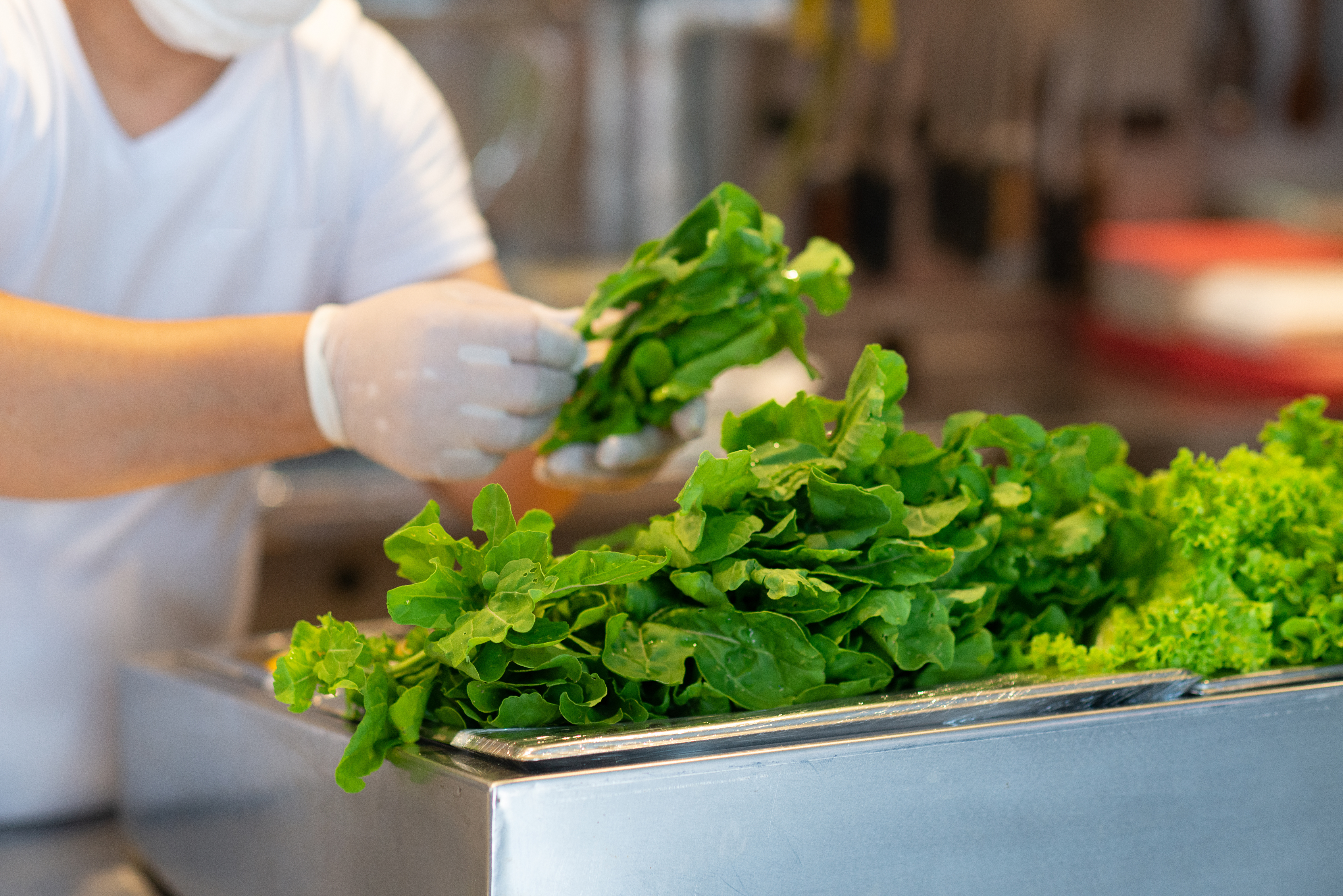 Person wearing gloves handling fresh organic certified green lettuce in a food preparation area