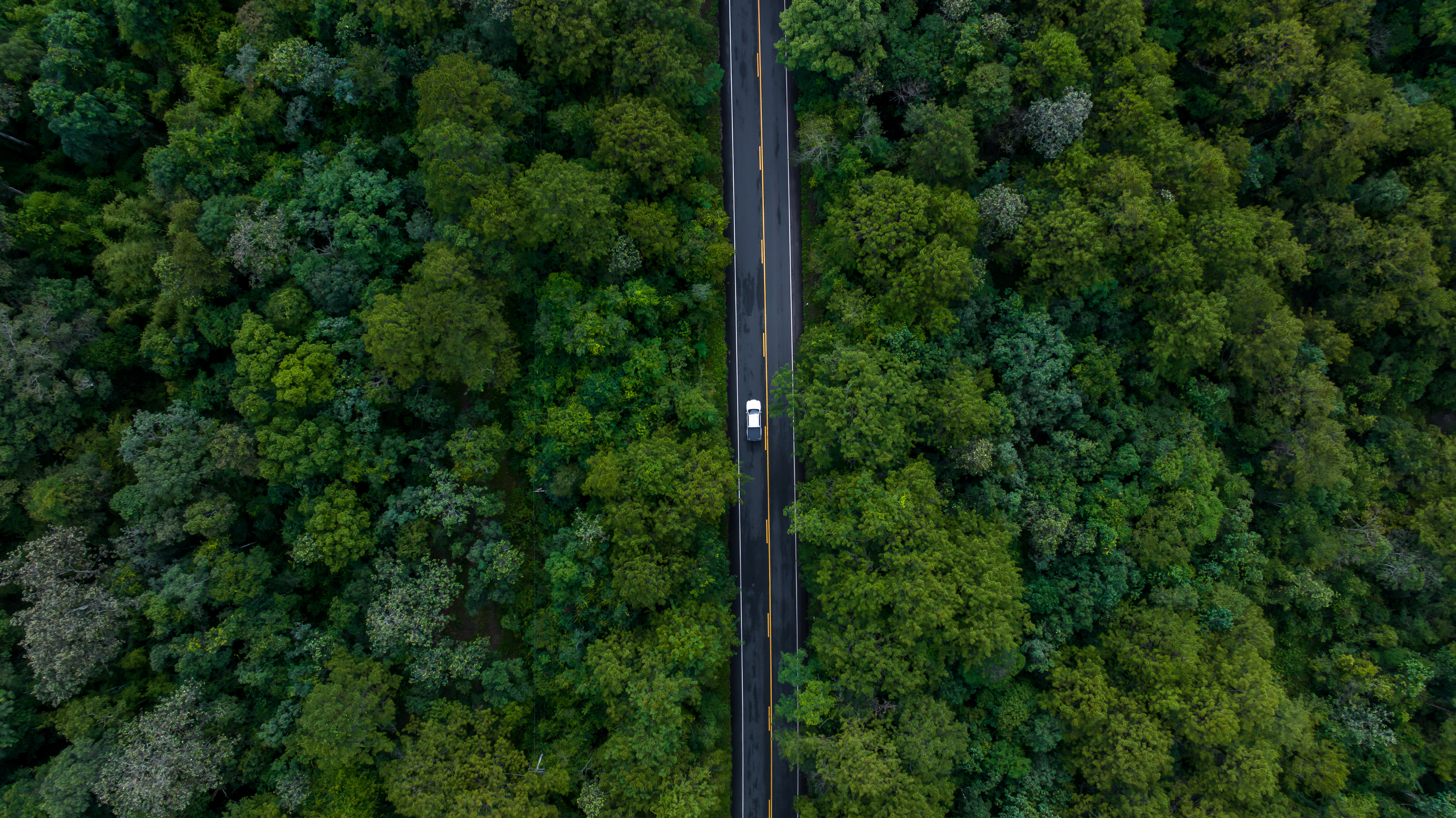 Image of car driving through a forest