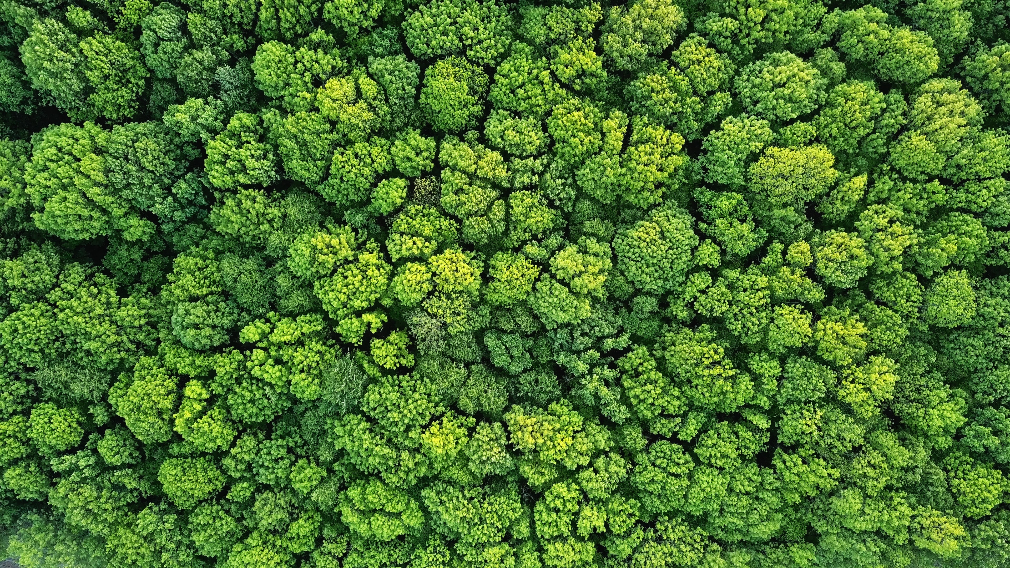Aerial view of dense green forest canopy with lush, vibrant foliage