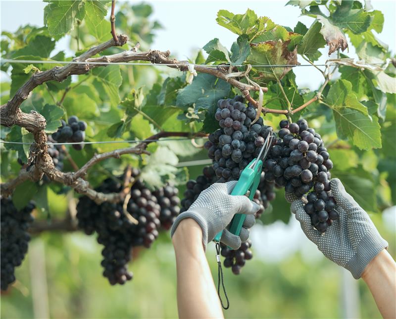 Grapes being harvested for wine production