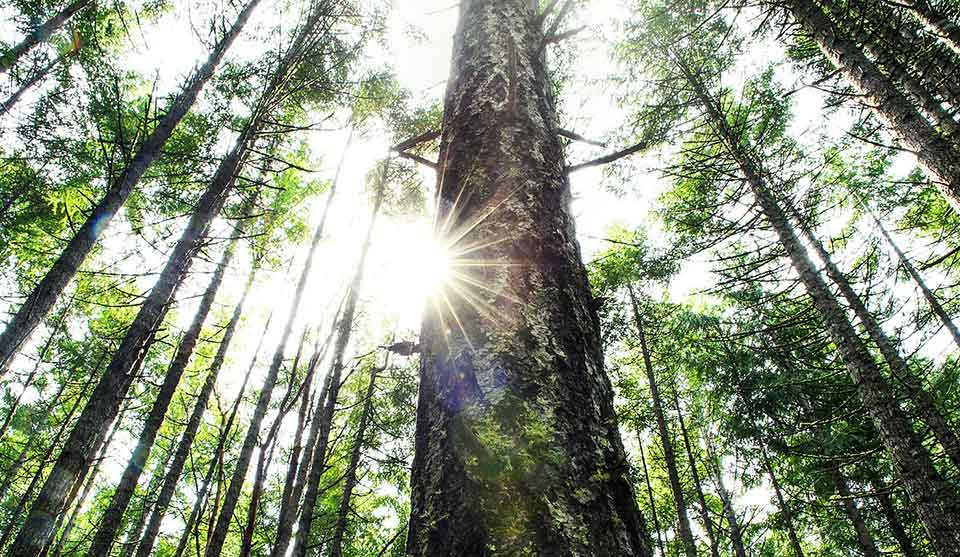 Corporate Social Responsibility Certificate