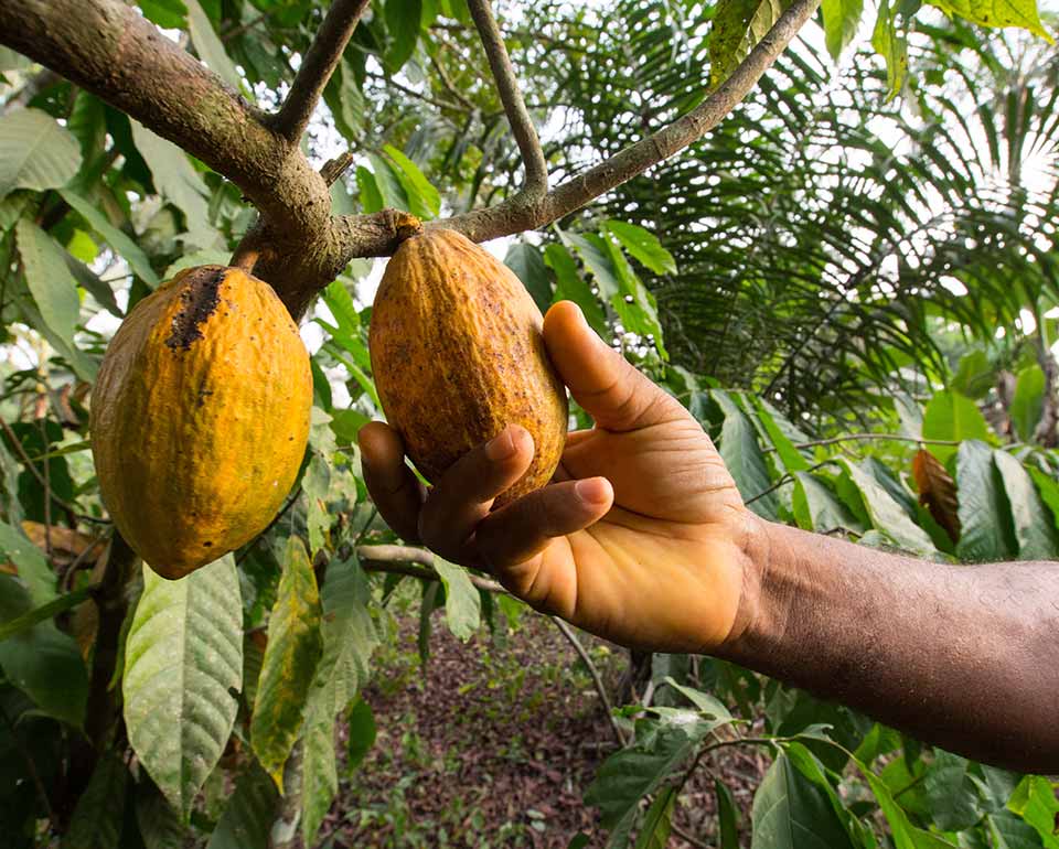cacao tree with fruit