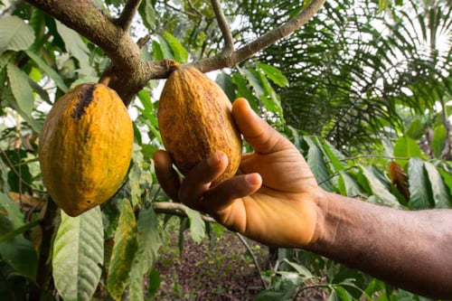 cacao tree with fruit