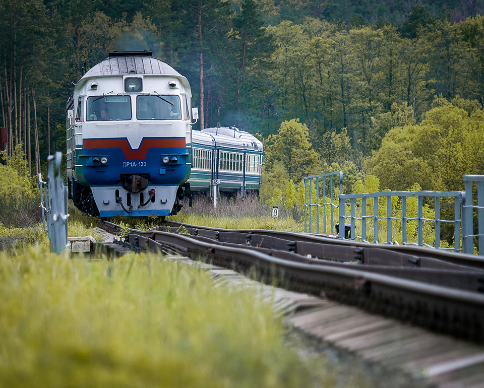  A train traveling through a green forest