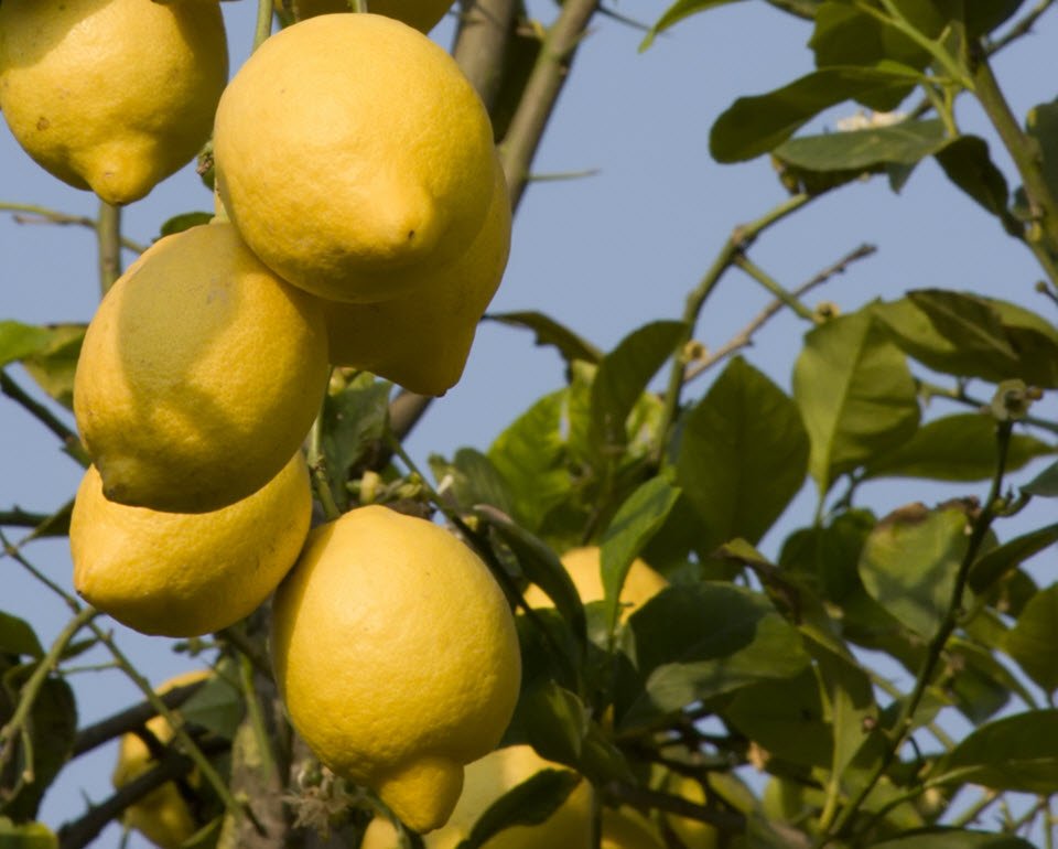 lemons on tree