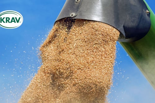 Fruit harvester harvesting fruit