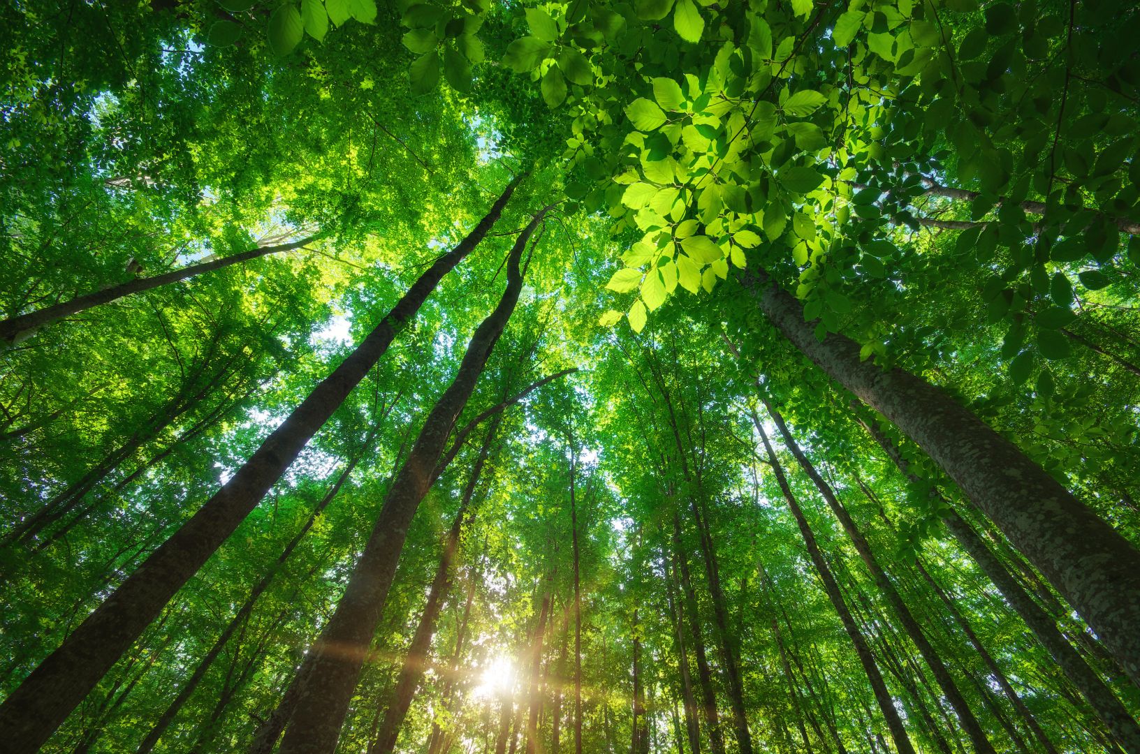 Sunlight filtering through lush green forest canopy with tall trees