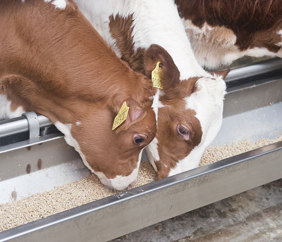 Kalveren die aan het eten zijn