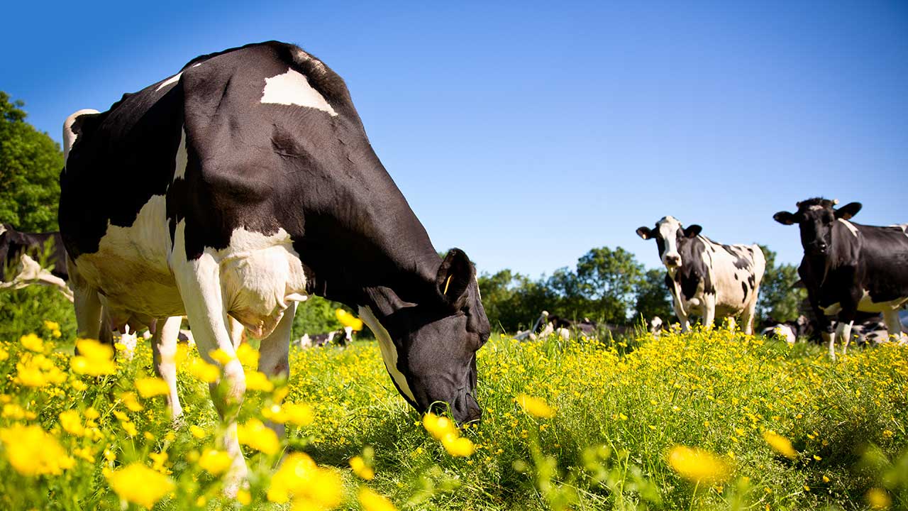 Kor på bete i en grön och blommande hage. 