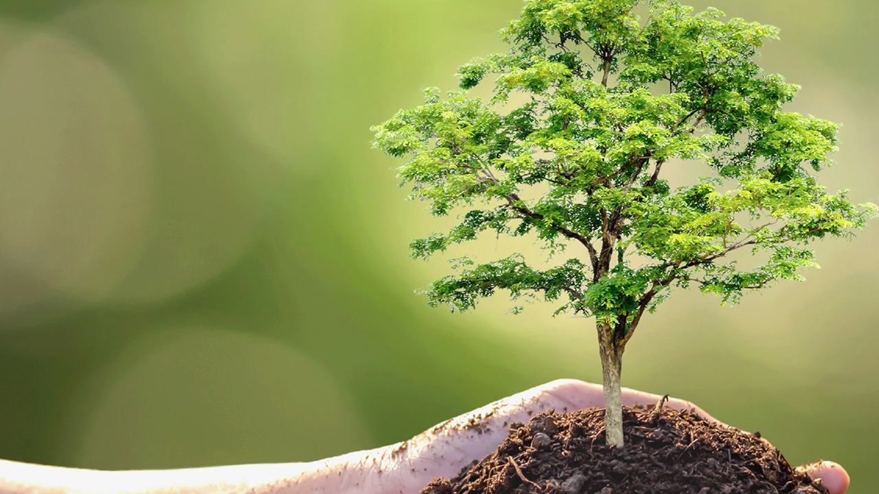 Bild med hand som håller jord och ett träd i handflatan för att symbolisera miljö och hållbarhet. 