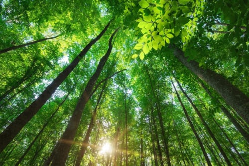 Lövskog med solstrålar som tränger igenom trädtopparna, grönskande sommarlandskap.